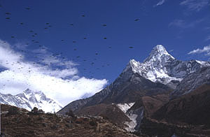 Dengboche 04 Ama Dablam  V�gel  P 0300