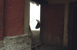 Tengboche 38 Gompak�che yak P 0300