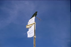 Manaslu05 AdR 10-48 P0250