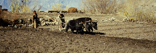 P Jhong 10  Dzong Annapurna Pfl�gen b550