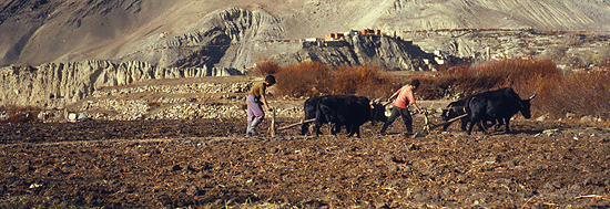 P Jhong 9  Dzong Annapurna Pfl�gen b550